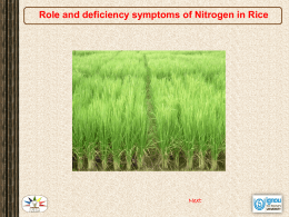 2-Role_and_deficiency_symptoms_of_Nitrogen_in_Rice