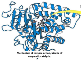 Mechanism of enzyme action, kinetic of enzymatic catalysis
