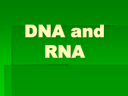 In DNA