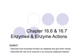 Chapter 16.6 & 16.7 Enzymes & Enzyme Actions