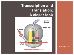 A closer look at Transcription and Translation