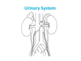 Urinary System - Franklin College