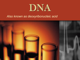 Chapter 12 DNA
