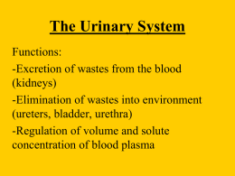 Urinary System 2011