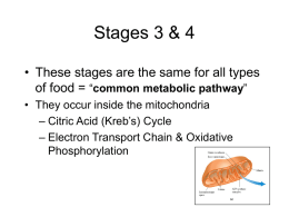 the Four Stages of Biochemical Energy Production