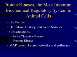 Protein Kinases - School of Medicine