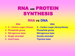 RNA AND PROTEIN SYNTHESIS