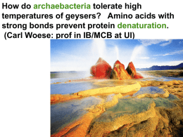 How do archaebacteria tolerate high temperatures of geysers