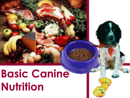 Basic Canine Nutrition
