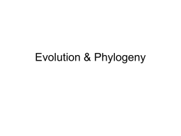 Evolution & Phylogeny ppt