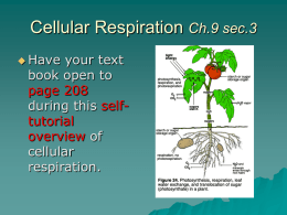 Ch. 7 Cellular Respiration