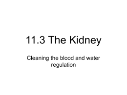 11.3 The Kidney