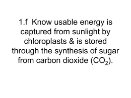 1.f Know usable energy is captured from sunlight by chloroplasts