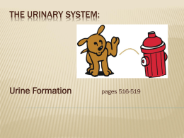 Ch 15 Urine Formation