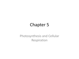 II. Chapter 5 Photosynthesis and Cellular Respiration