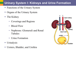9a Urinary SysI- KidneyUrine