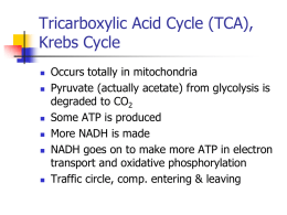 Tricarboxylic Acid Cycle (TCA), Krebs Cycle