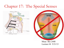 5/21/13 Lecture 4 Special senses Smell and Taste