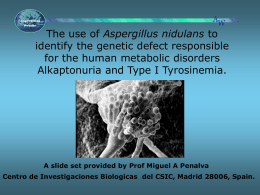 Alkaptonuria and Aspergillus nidulans