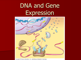 DNA and Gene Expression