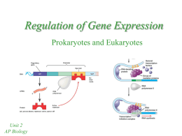 Regulation of Gene Expression - mvhs
