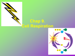 Chap. 8 Cell Respiration
