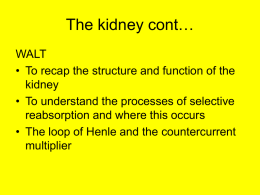 The_kidney_cont