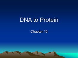 DNA to Protein - Seabreeze High School