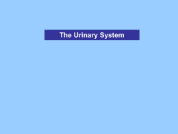 A&P 2 - Urinary System - Telco House Bed & Breakfast