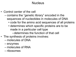 The Central Dogma – Protein Synthesis