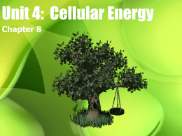 Unit 4: Cellular Energy