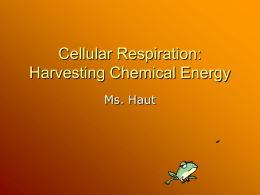Ch. 6 Cellular Respiration