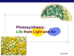 Lecture, Photosynthesis