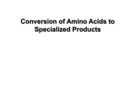 Amino acid metabolism 2