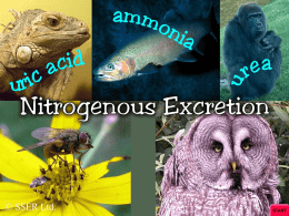 15.3 Nitrogenous Excretion