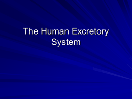 The Human Excretory System