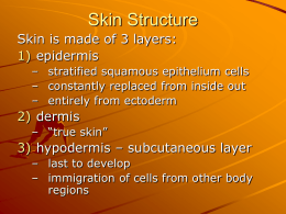 Skin Structure
