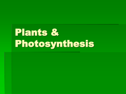 Plants & Photosynthesis