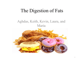 Digestion of Fats