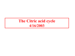 The Citric acid cycle 4/16/2003 The Citric acid cycle