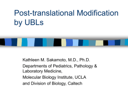 Post-translational Modification by Ubiquitin and Ubiquitin