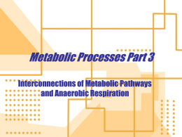 SBI 4U metabolic processes 3