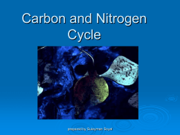 CarbonandNitrogenCycle(1)