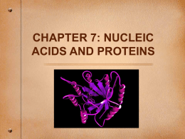 chapter 7: nucleic acids and proteins