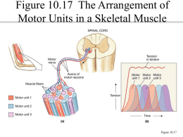 Figure 10.17 The Arrangement of Motor Units in a Skeletal Muscle