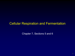 Cell Respiration and Fermentation PPT