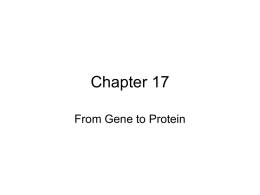 Review Materials for Gene to Protein and DNA
