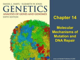 Chapter 14, Mutation and DNA repair