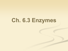 Enzymes PPT #1 - Mayfield City Schools