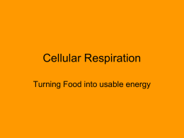 Cellular Respiration - Mrs. Brenner`s Biology